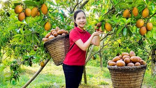 How to Harvesting Sapodilla Fruit Garden Goes To The Market Sell  Cooking  Hanna Daily Life [upl. by Inaflahk]