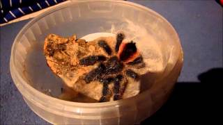 New molt Avicularia amazonica female quotKylaquot [upl. by Notgnilra306]