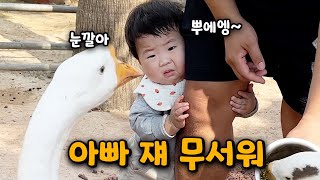 거위에게 협박 당했습니다  무서워서 아빠 바짓가랑이 잡고다니는 노랑이  서귀포 어린왕자감귤밭 귤따기 체험  신화월드 놀이동산  바닷가에서 아기를 지켜주는 시바견 여우 [upl. by Hobard810]