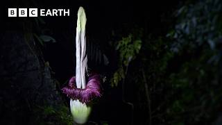 The Strangest Flower on Earth  The Making of Asia  BBC Earth [upl. by Marguerie19]