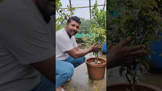 Jaboticaba fruit only 16 plant in my garden trending fruiting jaboticaba tropicalfruit fruit [upl. by Darwen]