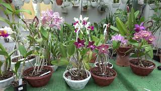 Цветение июль 2024  Cattleya Hardyana sa Cattleya Kienastiana Blc Waianae leopard x Cattleya gu [upl. by Anigue]