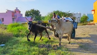 Bullock Cart Heavy loaded Compost and Bullock pulling Performance [upl. by Dorin]