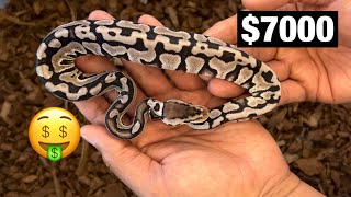 Can I sell this expensive snake [upl. by Kaslik]