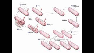 Viruses Viroids and Prions [upl. by Amek481]