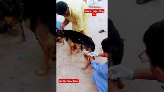 How To Inject Dogs 🐕 😱 drfaisallillavetpetstreetdog music songshortsshotsviralvideoanimals [upl. by Julina]