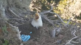 West End Eagles Akecheta amp Thunder defend the kids and their territory  exploreorg 03142024 [upl. by Ihcur]