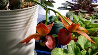 Cycnodes Taiwan Gold Orange AKA Swan Orchid In Bloom [upl. by Redvers]