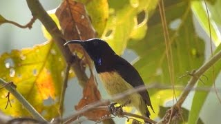 Blackthroated Sunbird singing male [upl. by Asirap]