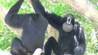 Siamang Gibbons howling at Miami Metrozoo [upl. by Berghoff446]