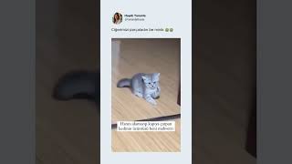 Ciğerimizi Parçaladın Be Minik 😭😭 kedi cat sad üzgün keşfet viralvideo [upl. by Weksler]