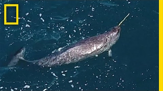 Mystery Behind Narwhals Iconic Tusks Revealed  National Geographic [upl. by Releehw]