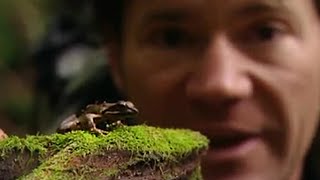 Yakushima Island Frogs  Secret Wilderness Japan  BBC Earth [upl. by Nelly]