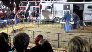 Pig Racing at the NC State Fair 2012 [upl. by Moishe]