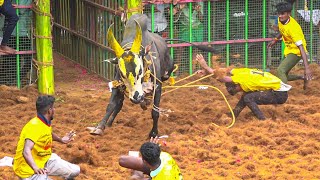 Tennangudi Jallikattu 2024 Videos  தென்னங்குடி ஜல்லிக்கட்டு 2024 Videos [upl. by Nirhtak]