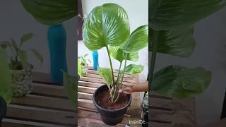 Christmas Lily Plant Cardwell Lily Plant Proiphys Amboinensis plants indoorplant [upl. by Finah959]