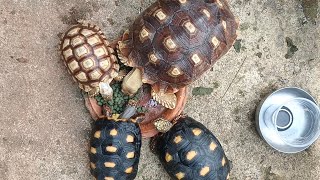 Redfooted tortoises and Sulcata tortoises eat breakfast [upl. by Noied375]