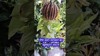 सीधा नहीं अब उल्टा लगाना 😍 coconut diy planter free downward shortvideo [upl. by Boyse]