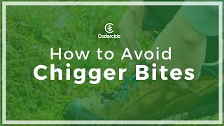 How to Avoid Chigger Bites [upl. by Rob996]