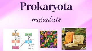 Prokaryota  systém mutualistických bakterií a rostlinných parazitů [upl. by Felicia]