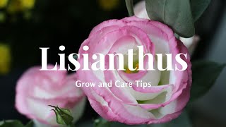 Lisianthus Grow and Care Tips [upl. by Joseito]