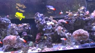 firefish Nemateleotris magnifica group in a reef tank [upl. by Tjader341]