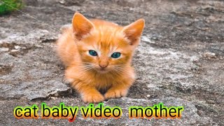 Cat Meowing🌹🐈🐈🌹Cat Sound Cute Cat baby [upl. by Uahc]