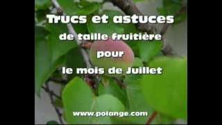 Verger Comment tailler les arbres fruitier en juillet [upl. by Ziza24]