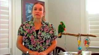 Bird Care  Can Parrots amp Parakeets Live Together [upl. by Fadden]