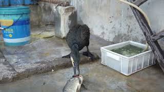 Greedy Cormorant Eats Big Fish [upl. by Ellehcam]