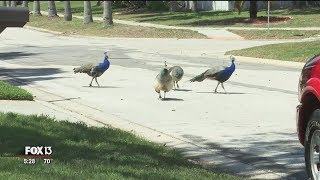 Peacocks shot and killed in Riverview [upl. by Lawler976]