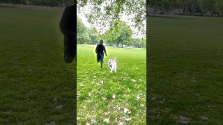 Buddy the labrador playing in central park [upl. by Anerok118]