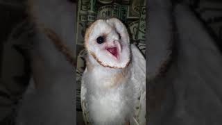 Baby barn owl screaming [upl. by Nedrud817]