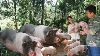 Buy more pig breeds Harvest cassava and dry it to make food for pigs [upl. by Enohpets]