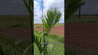 Planting Palm 🌴 trees treeshorts treeplanting shorts [upl. by Aikmat]