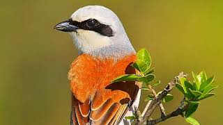 Shrike Bird Sound  The Bearded Hunters [upl. by Nwahsiek]