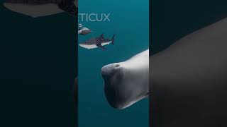 Whale Size Comparison 3D  3D Real Scale  3D Comparison  3D Animation [upl. by Nilde]