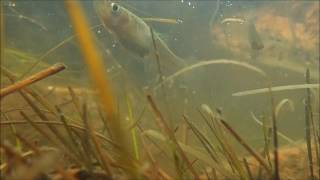 Mosquitofish Gambusia sp Samos Greece [upl. by Amrita937]