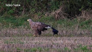 Seeadler Bussard amp Kolkrabe  Naturaufnahmen aus Schleswig Holstein [upl. by Nelak]