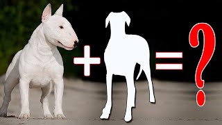 8 Amazing Bull Terrier Mixes That Will Mel  Bull Terrier Cross Breeds [upl. by Skinner110]