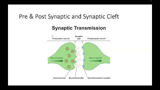 Neuron main parts Presynaptic and Postsynaptic and Some Connect Pics 2024 [upl. by Suoicul]