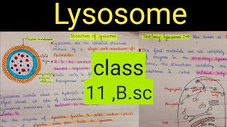 lysosome structure  lysosome structure and functions  lysosome structure and functions class 11 [upl. by Meggs228]