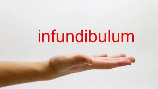 How to Pronounce infundibulum  American English [upl. by Nevins]