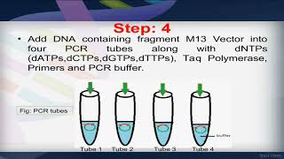 Sanger method of DNA sequencing step by step [upl. by Norward]