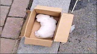 3 week old puppy thrown into cardboard box  shivering in cold wind  desperately crying for mother [upl. by Atlante]