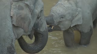 World Elephant Day Wild Elephants Show up Frequently in Southwest China [upl. by Hutchings]