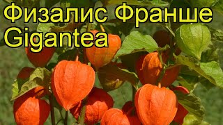 Физалис франше Гигант Краткий обзор описание physalis alkekengi var franchetii Gigantea [upl. by Dawaj]