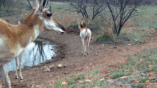 Pronghorn Waterhole Southern Arizona [upl. by Adnahsat503]