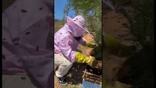 abejas abejitas apicultura apiculture miel biobio chile florayfauna naturaleza🍃 short [upl. by Nahaj]