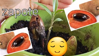 Como germinar semillas de zapote oh mamey [upl. by Aerua213]